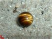 #201 Cabochon Tijgeroog Tigereye 10 MM Rond - 1 - Thumbnail