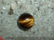 #201 Cabochon Tijgeroog Tigereye 10 MM Rond - 1 - Thumbnail