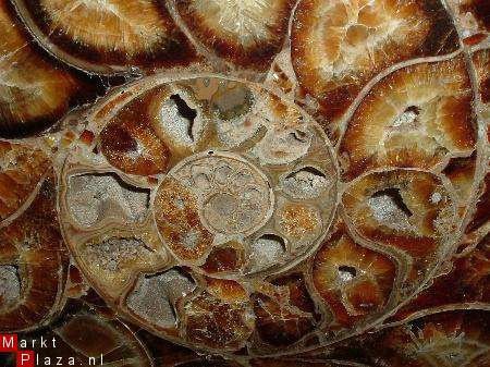 Pachydiscus Madagascar Museumstuk 30 CM GROOT - 3