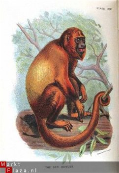 Handbook to the Primates 1896/97 fraaie kleuren platen apen - 1