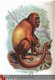 Handbook to the Primates 1896/97 fraaie kleuren platen apen - 1 - Thumbnail
