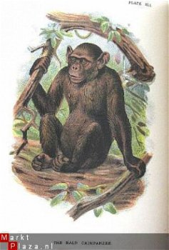 Handbook to the Primates 1896/97 fraaie kleuren platen apen - 2