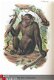 Handbook to the Primates 1896/97 fraaie kleuren platen apen - 2 - Thumbnail