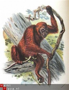 Handbook to the Primates 1896/97 fraaie kleuren platen apen - 3