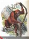 Handbook to the Primates 1896/97 fraaie kleuren platen apen - 3 - Thumbnail