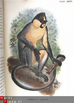 Handbook to the Primates 1896/97 fraaie kleuren platen apen - 4