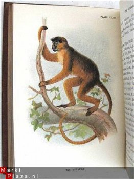 Handbook to the Primates 1896/97 fraaie kleuren platen apen - 5