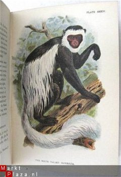 Handbook to the Primates 1896/97 fraaie kleuren platen apen - 6