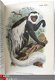Handbook to the Primates 1896/97 fraaie kleuren platen apen - 6 - Thumbnail