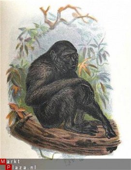 Handbook to the Primates 1896/97 fraaie kleuren platen apen - 7