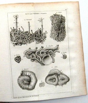 Histoire naturelle du Sénégal 1757 Adanson 1e druk - Afrika - 6