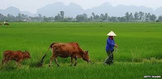 Vertaler Vietnamees-Nederlands, beëdigde vertaling, gecertificeerde vertaling, gelegaliseerde vertal - 1