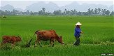 Vertaler Vietnamees-Nederlands, beëdigde vertaling, gecertificeerde vertaling, gelegaliseerde vertal - 1 - Thumbnail