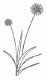 NIEUW cling rubber stempel Spring Dandelions van Unity Stamp - 1 - Thumbnail