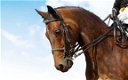Voor meer souplesse bij uw sportpaard : glucosamine van GlucoHorse ! - 1 - Thumbnail