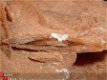 #4 Seleniet Gypsum, Gips, Woestijnroos Marokko - 1 - Thumbnail