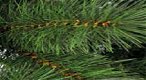 Kunstkerstbomen kerstboom 150cm - 3 - Thumbnail