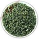 100g Premium SuZhou Bi Luo Chun BiLuoChun Loose Leaf Green Tea, €8.48 - 1 - Thumbnail