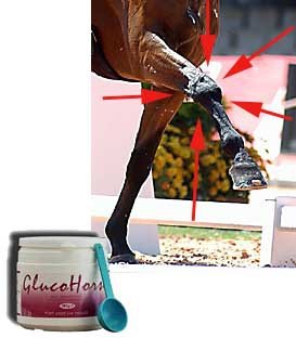 Voor het behoud van gezonde gewrichten bij uw paard of pony : glucosamine van GlucoHorse ! - 1