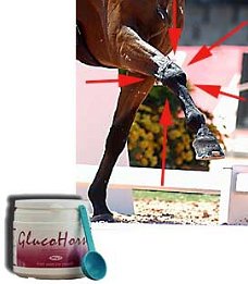 Voor het behoud van gezonde gewrichten bij uw paard of pony : glucosamine van GlucoHorse !