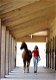 Voor het behoud van gezonde gewrichten bij uw paard of pony : glucosamine van GlucoHorse ! - 3 - Thumbnail