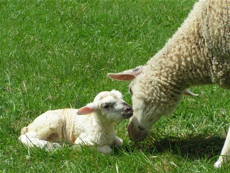 Mooie vakantiewoning op Woonboerderij in Slowakije - 3