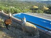 vakantiewoning in Andalusie zuid spanje te huur, vrij gelegen met zwembad - 4 - Thumbnail