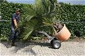 NIEUWE Tranportkar(ren) voor bomen en planten en zware lasten - 3 - Thumbnail