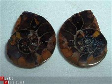 #11 Ammonite Ammoniet paar uit Marokko Marocco Maroc