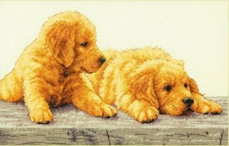 Dimensions Nieuw 2014 Golden Retriever Puppies - 1