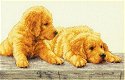 Dimensions Nieuw 2014 Golden Retriever Puppies - 1 - Thumbnail