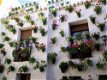 Andalusie malaga, sevilla, Granada, Cordoba bezoeken - 8 - Thumbnail