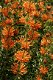 Leonotis Leonurus - 1 - Thumbnail