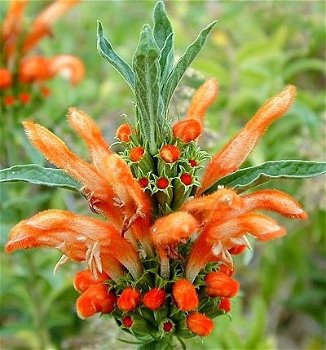 Leonotis Leonurus - 2