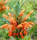 Leonotis Leonurus - 2 - Thumbnail