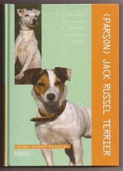 Parson Jack Russel Terrier - 1