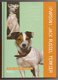 Parson Jack Russel Terrier - 1 - Thumbnail