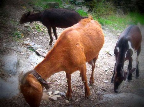 in andalusie vakantiehuisjees te huur in de bergen met zwembad - 6