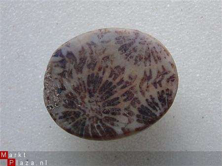 #8 Cabochon Fossiel Koraal Fossil Coral Cabochon - 1