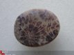 #8 Cabochon Fossiel Koraal Fossil Coral Cabochon - 1 - Thumbnail