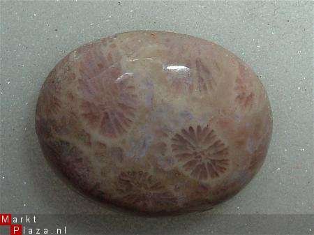 #7 Cabochon Fossiel Koraal Fossil Coral Cabochon - 1