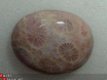 #7 Cabochon Fossiel Koraal Fossil Coral Cabochon - 1 - Thumbnail