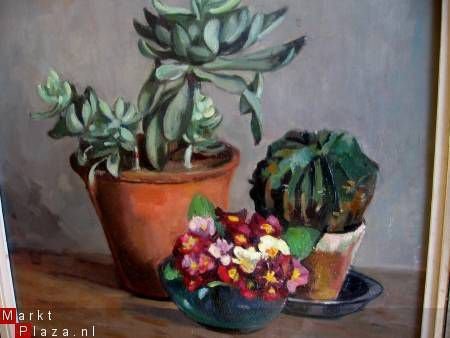 Vetplant, Cactus en Primula's - W. Edmée Broers 1876-1955 - 2