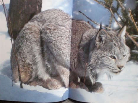 Alaskan Wildlife Tom Walker Text Marydith Beeman - 2