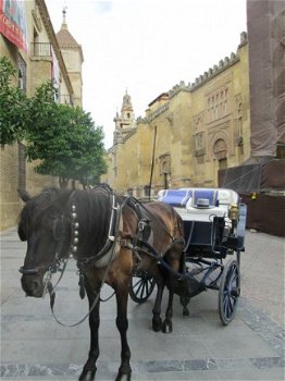 vakantiehuizen te huur in andalusie spanje - 4