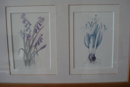 2 schilderijen met elk 3 aquarellen van bloemen form 52x25 tekening 9x14 cm Gekocht tijden een expos - 1
