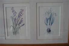 2 schilderijen met elk 3 aquarellen van bloemen form 52x25 tekening 9x14 cm Gekocht tijden een expos