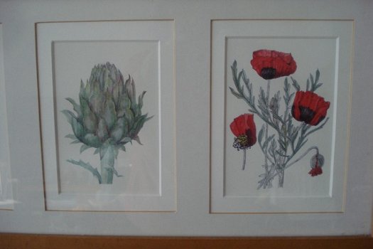 2 schilderijen met elk 3 aquarellen van bloemen form 52x25 tekening 9x14 cm Gekocht tijden een expos - 3