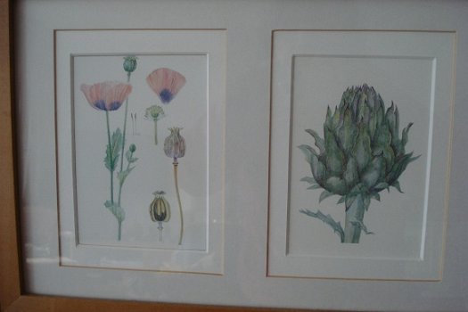 2 schilderijen met elk 3 aquarellen van bloemen form 52x25 tekening 9x14 cm Gekocht tijden een expos - 4