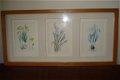 2 schilderijen met elk 3 aquarellen van bloemen form 52x25 tekening 9x14 cm Gekocht tijden een expos - 6 - Thumbnail